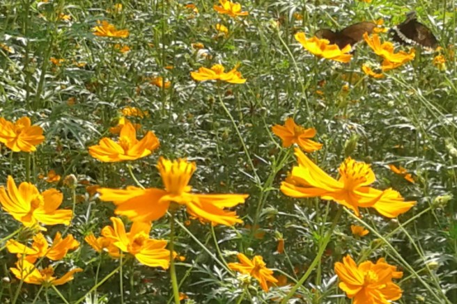 פרפרים קדושים 18-9 (9).jpg