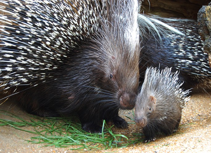 AfricanCrestedPorcupine.jpg