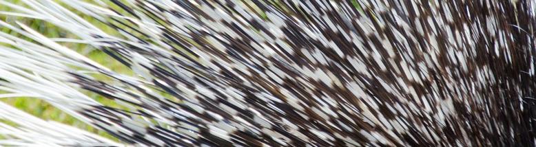 indian-crested-porcupine-001_h